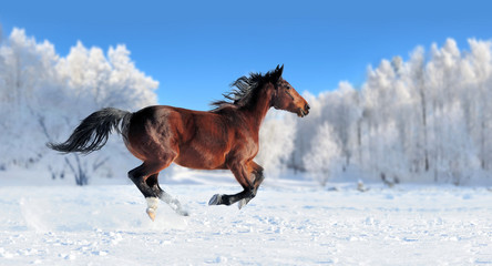 Wall Mural - horse