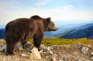 brown bear
