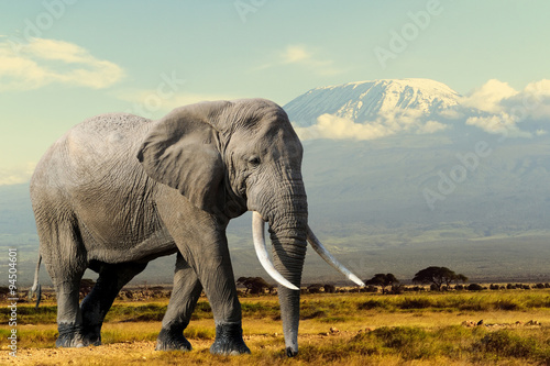 Photo  Elephant