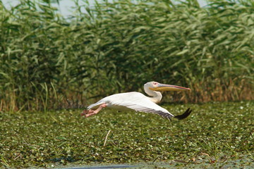 Wall Mural - great pelican in flight over marshes