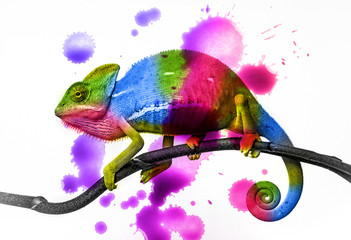 Wall Mural -  chameleon - colors