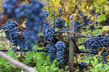 Merlot Clusters In A Vineyard During The Vine Harvesting In Bulgaria