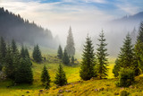 Fototapeta Na ścianę - fir trees on meadow between hillsides in fog before sunrise