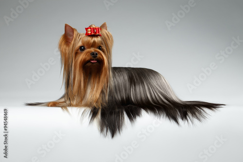 Fototapeta dla dzieci Groomed Yorkshire Terrier Dog Lying on White