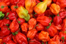 Spicy Red Ripe Habanero Peppers