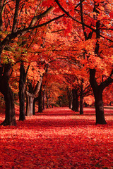 autumn park