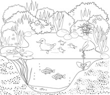 Coloring Duck Pond