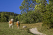 Kühe am Wanderweg in den Alpen