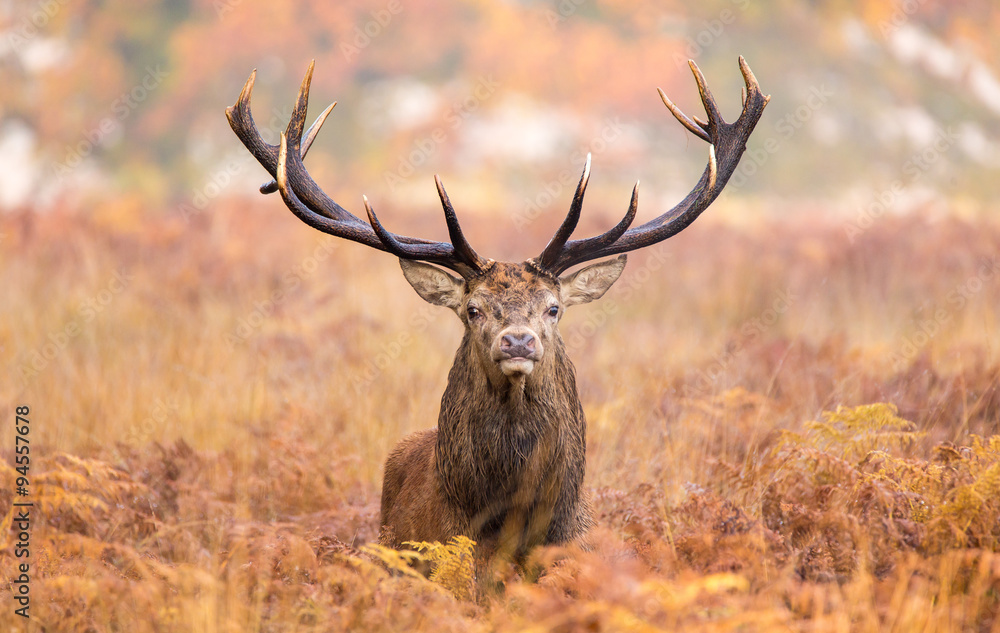 Large red deer stag walking towards the camera - obrazy, fototapety, plakaty 