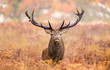 Large red deer stag walking towards the camera