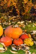 Colorful pumpkins on leaves