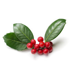 Wall Mural - holly leaves and berries
