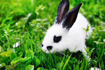 Baby white rabbit in grass