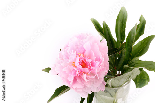 Peony isolated on a white background light pink © sabyna75