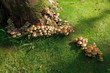 © geoariamus - Famille de champignons