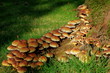 © geoariamus - Famille de champignons