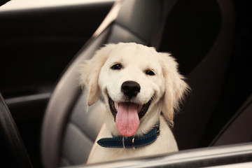 Wall Mural - Cute Labrador retriever dog in car