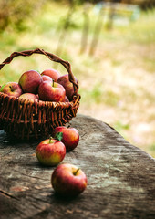 Wall Mural - Freshly harvested grapes