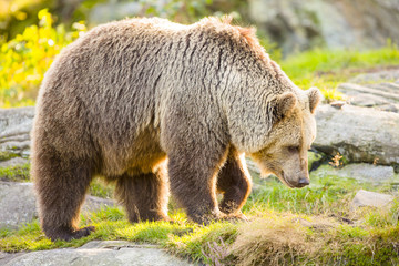 Wall Mural - big adult brown bear walking in the sunset