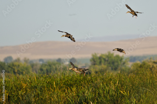 Mallard Ducks Landing in the Marsh