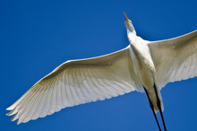 Great Egret Flying In A Blue Sky