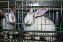 Rabbits In Cage