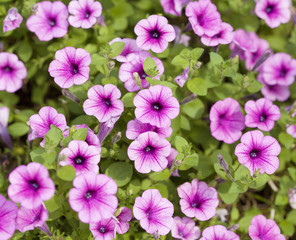 Wall Mural - The petunias pink flowers