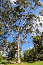 The Landscape In Werribee Park In Melbourne,australia