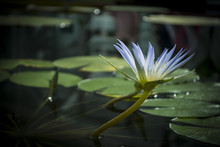 Nymphaea Caerulea - Blue Lotus Of Egypt Waterlily Flower In A Waterlily Pond. Flower