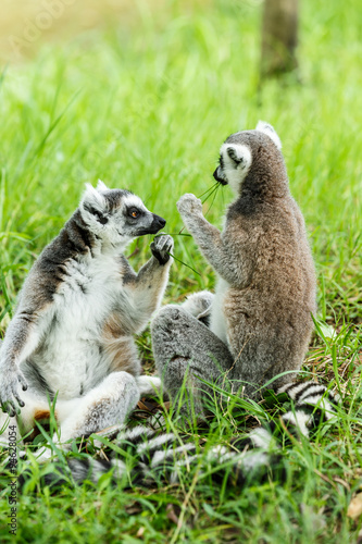 Lovely ring-tailed lemur sitting on the grass Canvas Print