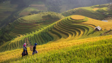 Terraced Rice Field Inside Fog And Morning Ray In Mu Cang Chai,