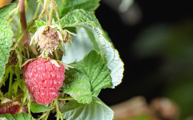 Wall Mural - Riped growing raspberries with green leaves, close up