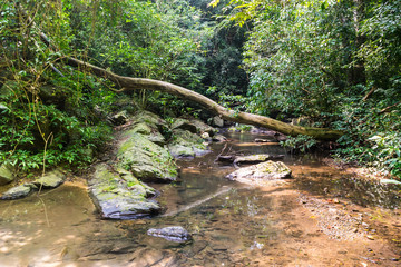 brook plant