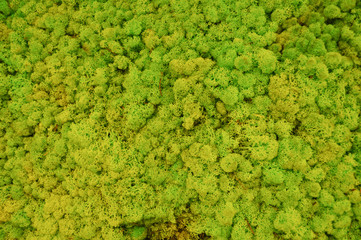 Naklejka na meble Green moss plant background
