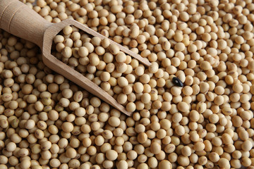 Wall Mural - soybeans with wooden scoop , one black bean