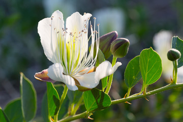 blossoming capers close up