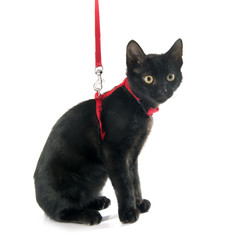 Sticker - black kitten and harness