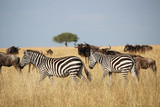 Fototapeta Konie - La grande migration - Masai Masa