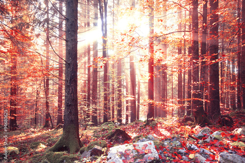 Obraz w ramie Lovely shiny red color autumn sunlight with beams in forest. Lovley autumn season red color leaves in forest landscape.