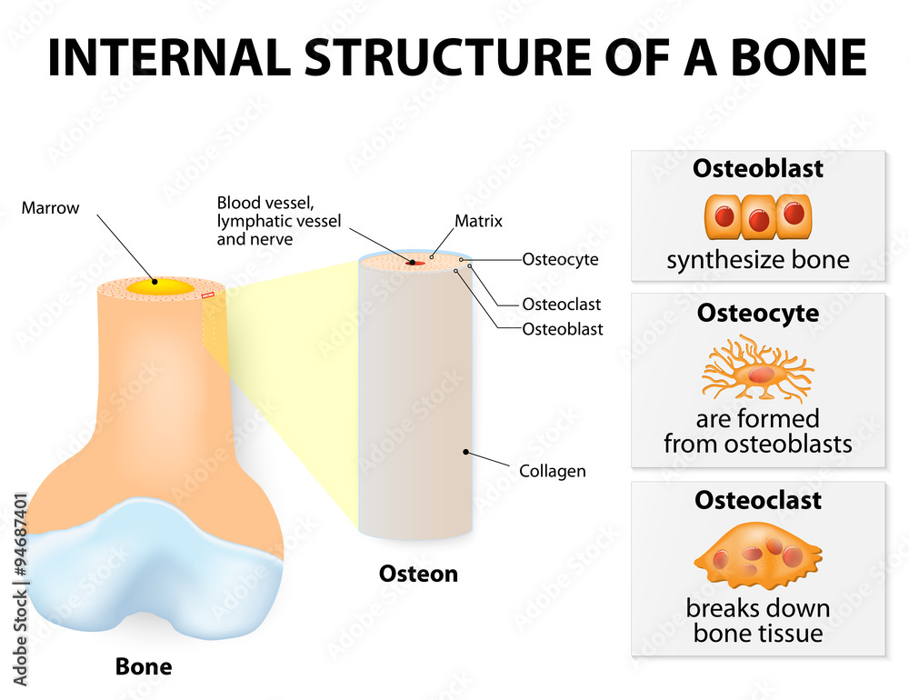Bone Innerview Internal structure of a bone Stock Vector | Adobe Stock