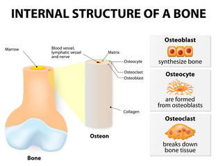 Wall Mural - Internal structure of a bone