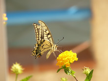 Sicile, Papillon à Lumia