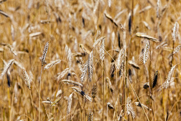 ripened cereals . close up