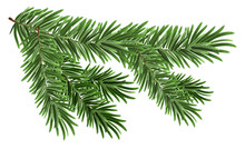 Green Lush Spruce Branch. Fir Branches