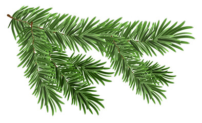 Green lush spruce branch. Fir branches