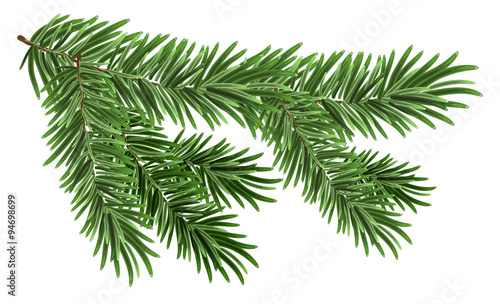 Cuadros en Lienzo Green lush spruce branch. Fir branches