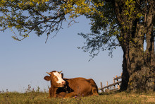 Cow Sitting On Grass Under A Tree 