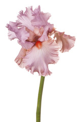 Wall Mural - iris