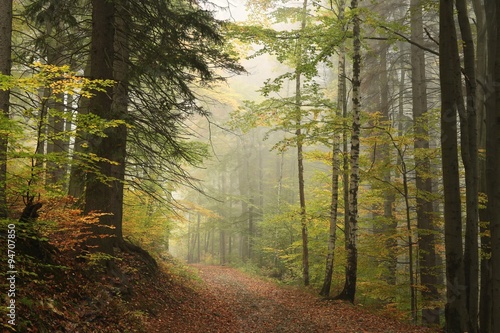 Naklejka - mata magnetyczna na lodówkę Path through the autumn forest