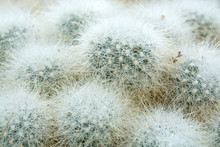 Little Hairy Ball Shaped Cactus Cactaceae Plant